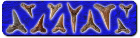 sharks teeth!