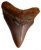 Shark Tooth Resource